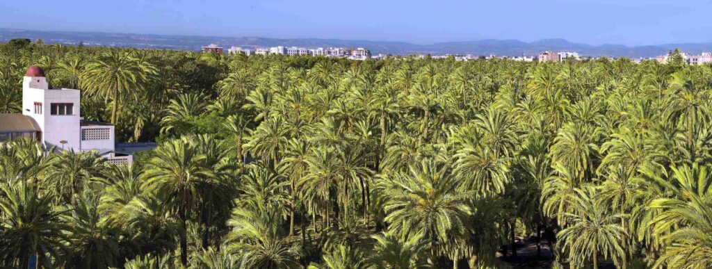 Elche Palm Grove from Benidorm
