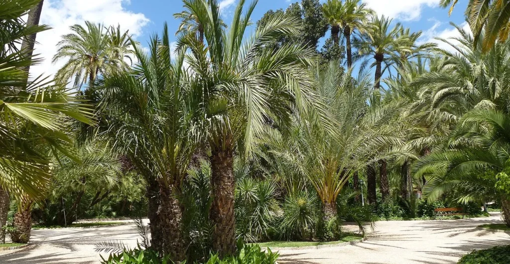 Elche Palm Grove itinerary