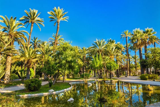 Elche Palm Grove