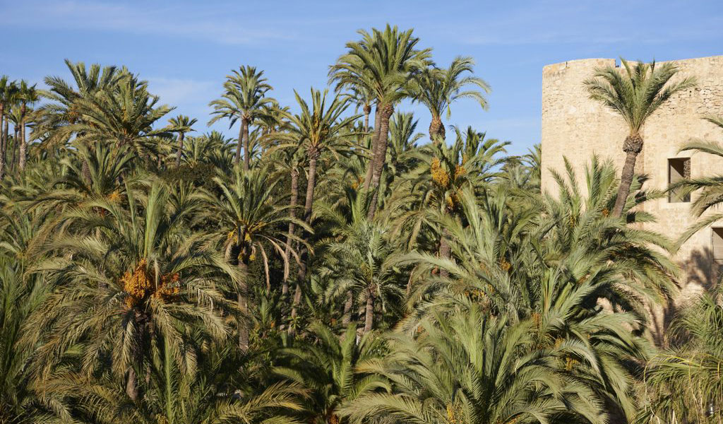 Elche UNESCO World Heritage Site