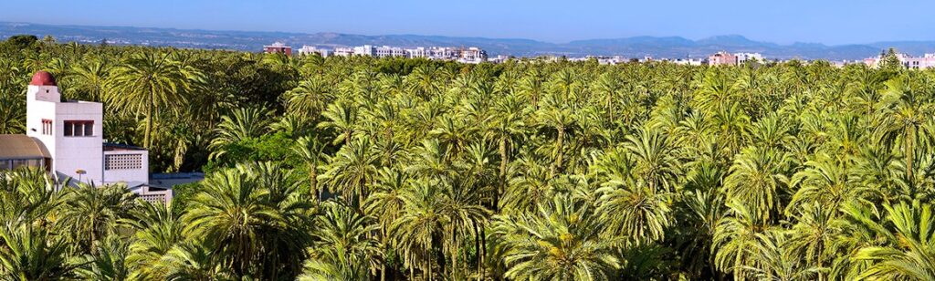 Elche for Digital Nomads