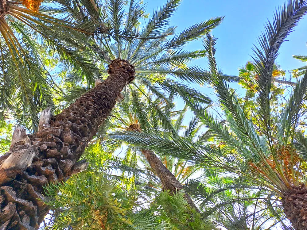 Nomads in Palmeral de Elche