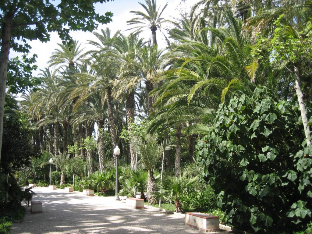 Palmeral de Elche