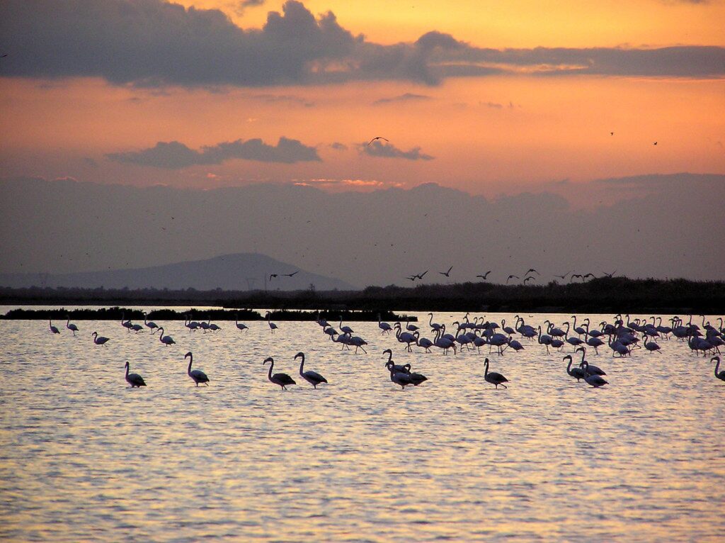 Santa Pola flamingos