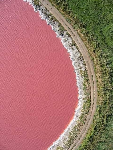 Can You Swim in the Pink Lagoon